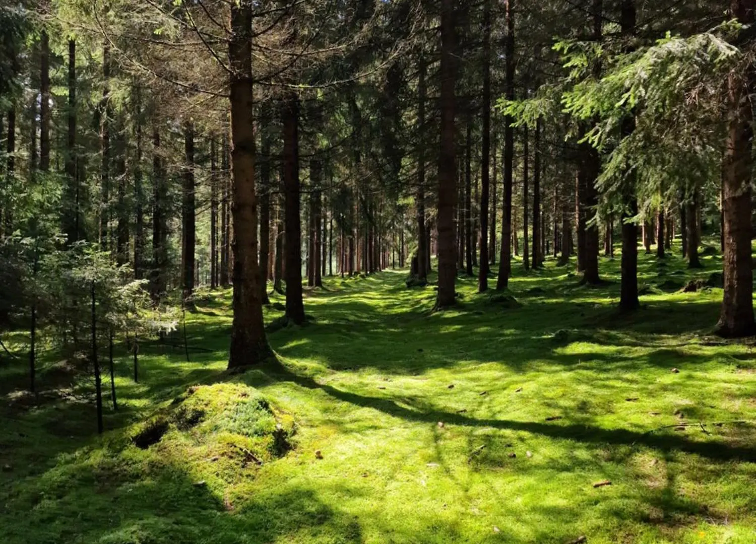 Altes Zollhaus Im Wald Apartment Rehau Germany